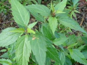 �ϳ�����ҩ����