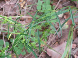 �ٳ�����ҩ�쳤��