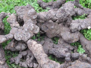 ������ҩ����