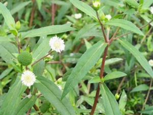 ������ҩī����