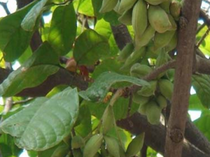 ������ҩ�ִ�