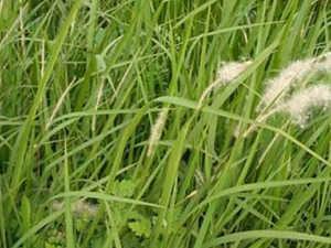 ������ҩ��é��