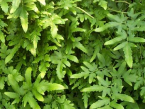 ������ҩ����ɳ