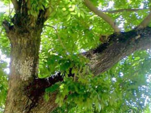 �ٳ�����ҩ����