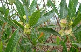 ��ɣ�и��Ĺ�Ч������