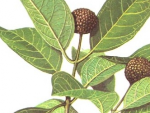 ��ľ�Ĺ�Ч������