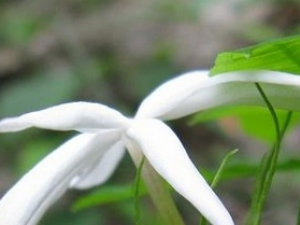 ��Ҷ��ܰ�Ĺ�Ч������