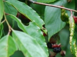 �����ٵĹ�Ч������