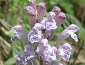 �໨��ǲݵĹ�Ч������