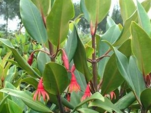 ����Ҷ�Ĺ�Ч������