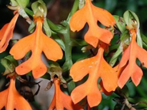 �Ȼ���ﻨ�Ĺ�Ч������