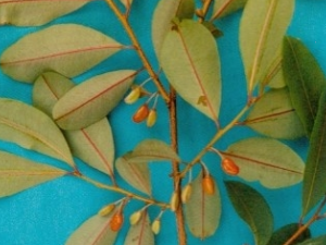 ����ſµĹ�Ч������