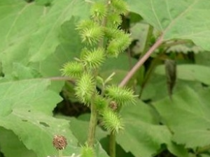 �Զ����Ĺ�Ч������