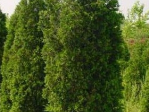 ��Ҷ�Ĺ�Ч������