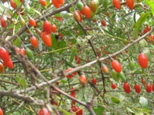 �ϳ�����ҩ�ع�Ƥ