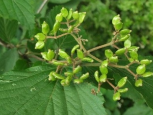 ��Ҷ������Ĺ�Ч������