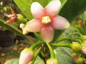 �ش����Ƥ�Ĺ�Ч������