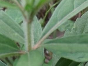 ����Ҷ�����Ĺ�Ч������