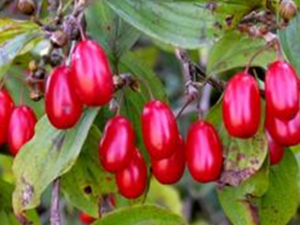 ���ǵ�ҩ�ü�ֵ