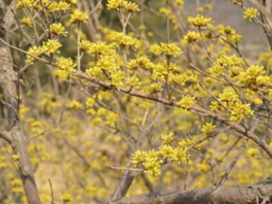 ����ɢ����Ƥ������