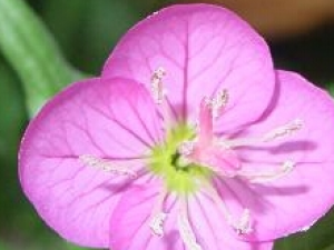 �컨���÷�Ĺ�Ч������