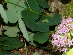 ���껹���Ĺ�Ч������