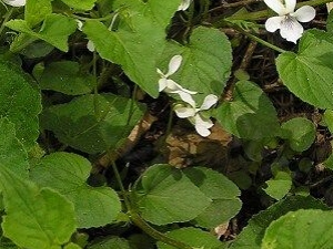 �߽߱��Ĺ�Ч������