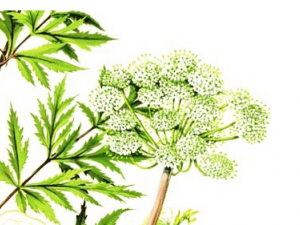 ����ܺ�Ĺ�Ч������