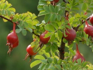 ɽʯ��Ĺ�Ч������