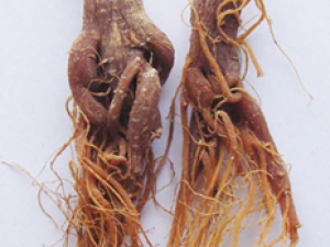 ��ε�ʳ�÷����ͽ���