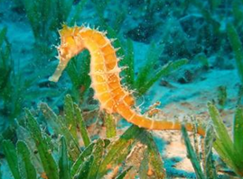 ������������ҩ