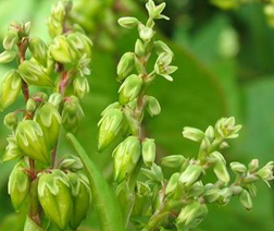 ������Ĺ�Ч������