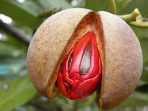 �ⶹޢ�Ĺ�Ч������