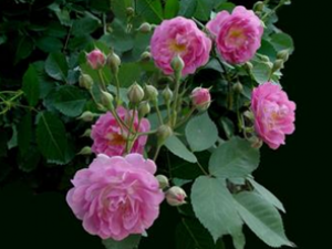 Ǿޱ���Ĺ�Ч������