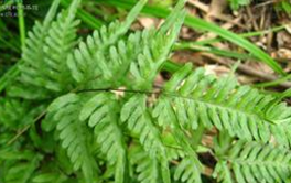 �����Ĺ�Ч������