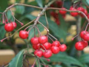 ԭ���Ըΰ�ƫ��