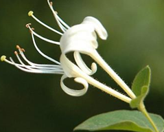 �����ǿ�˥����ʳ��