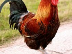 ĸ����ҩ�ù�Ч