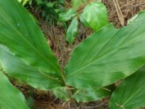 ɽ���Ĺ�Ч������