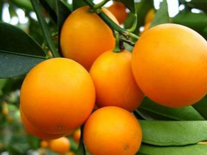 ��۵�Ӫ����ֵ