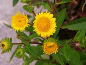 �ϳ�����ҩ������