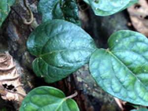 �в�ҩ����:ľͨ