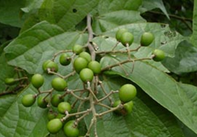 ��ҩ��ֲ����:�Ʋ�Ҷ