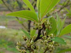 ����С��ľ�����