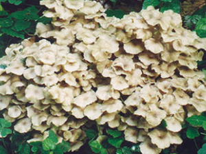 ����ҩ�ڼ�һ��Ҫ�ɿ�