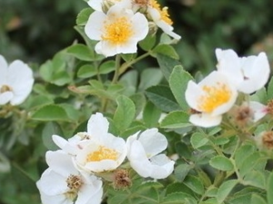 ��õ���Ĺ�Ч������