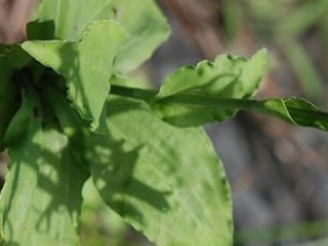 �����ݵĹ�Ч������