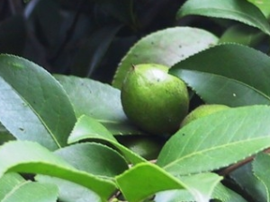 �����εĹ�Ч������