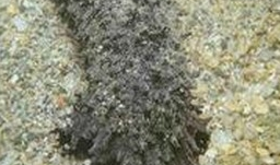 ��Ƥ�εĹ�Ч������