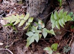 ��ҩ�Ĺ�Ч������